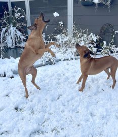 Schnee in Ostfriesland (Leserfotos, Teil 2) - Bild 23