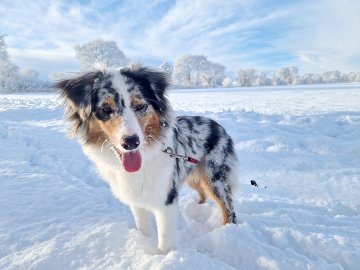 Schnee in Ostfriesland (Leserfotos, Teil 2) - Bild 34