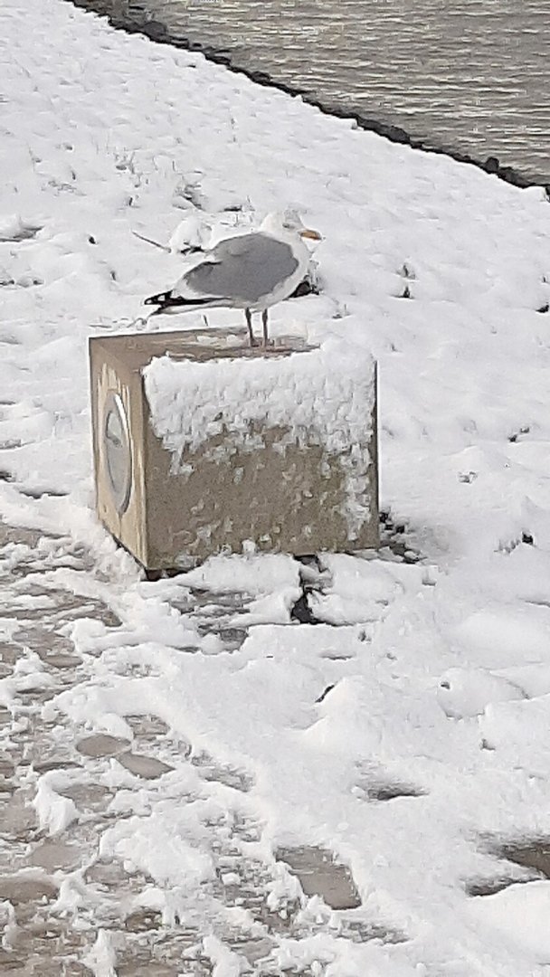 Schnee in Ostfriesland (Leserfotos, Teil 2) - Bild 41