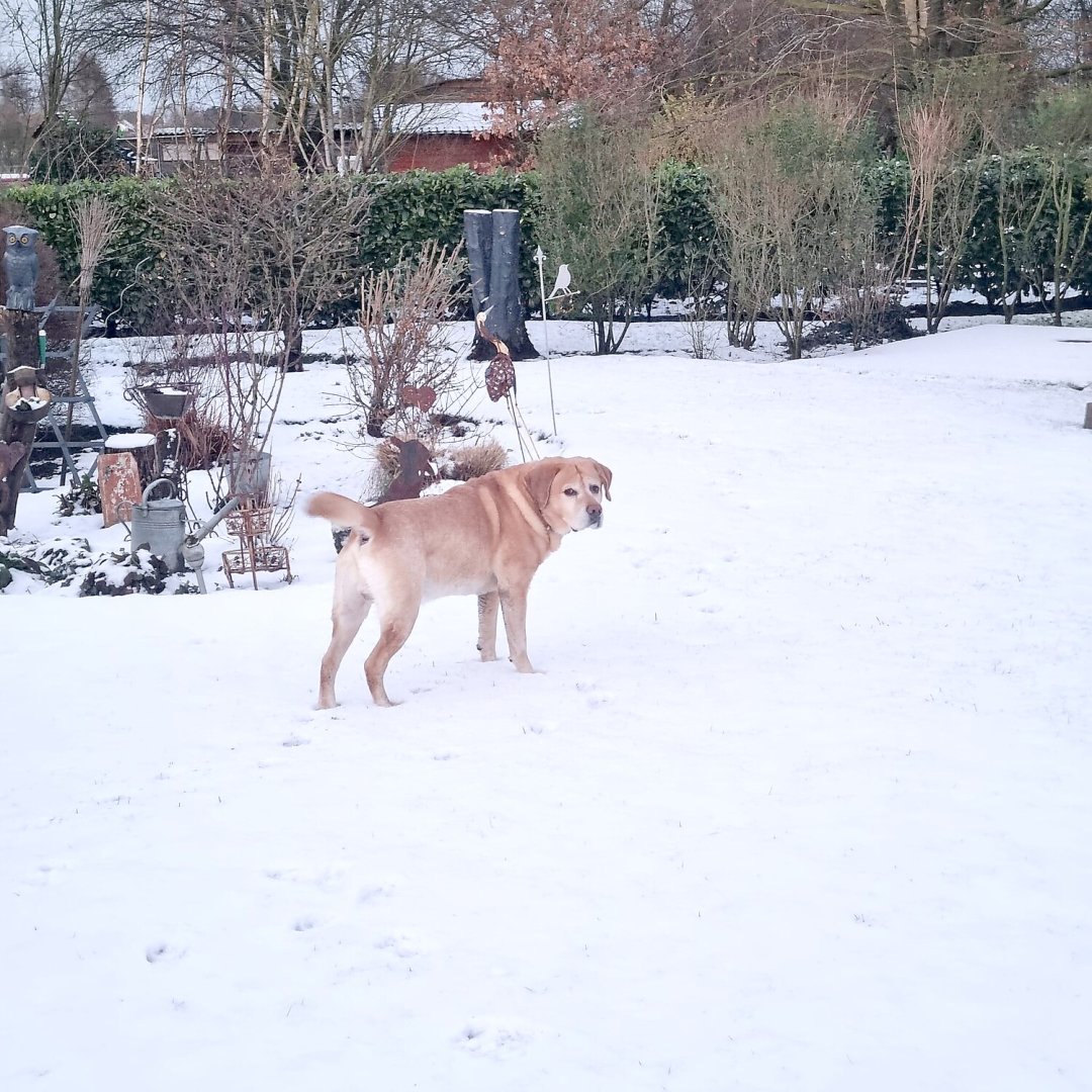 Schnee in Ostfriesland (Leserfotos, Teil 2) - Bild 69