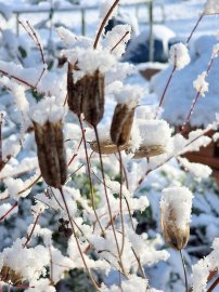 Schnee in Ostfriesland (Leserfotos, Teil 2) - Bild 89
