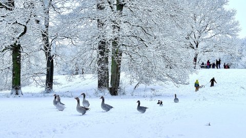 Schnee in Ostfriesland (Fotos der Redaktion) - Bild 7