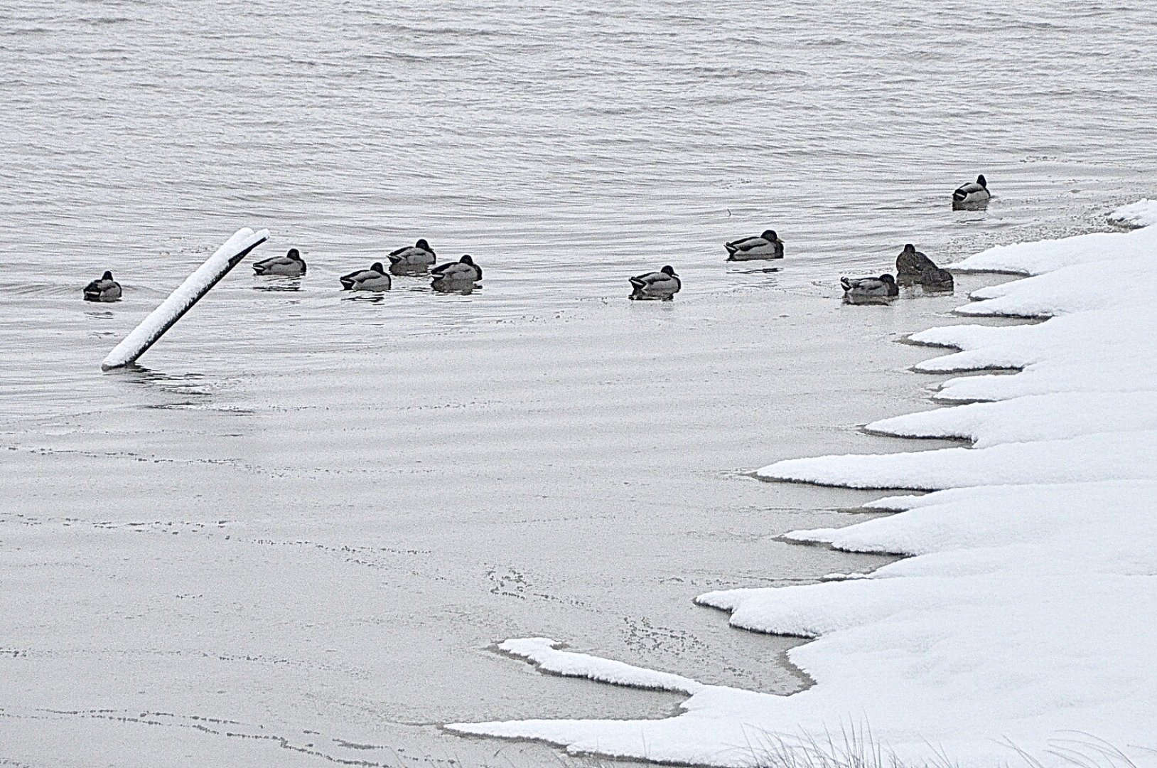 Schnee in Ostfriesland (Fotos der Redaktion) - Bild 63