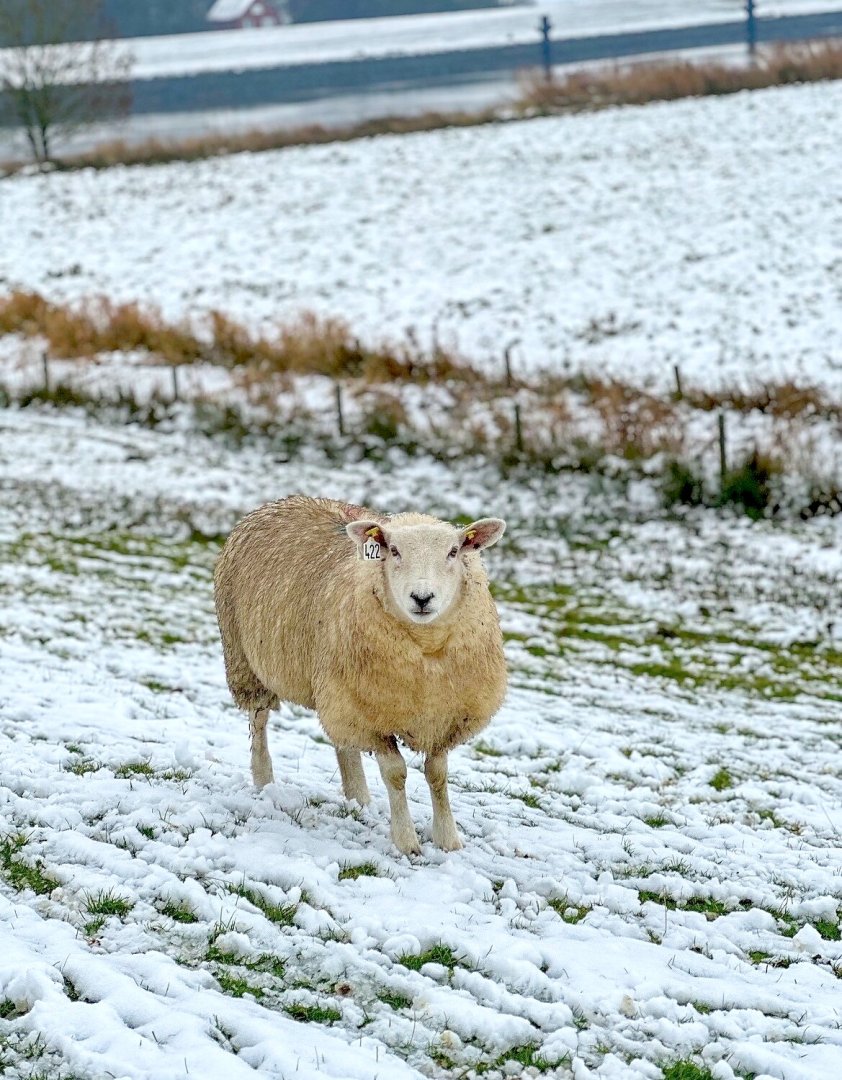 Schnee in Ostfriesland (Leserfotos, Teil 3) - Bild 3
