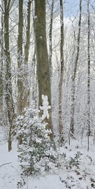 Schnee in Ostfriesland (Leserfotos, Teil 3) - Bild 49