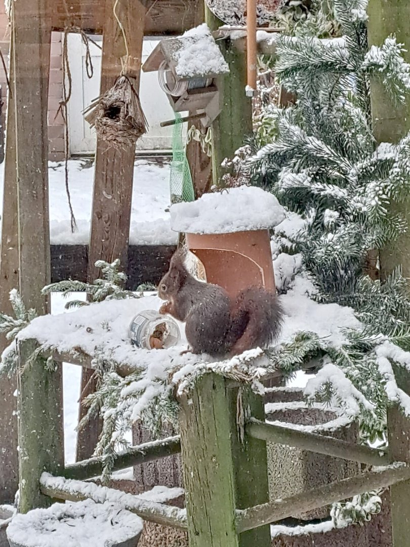 Schnee in Ostfriesland (Leserfotos, Teil 3) - Bild 64