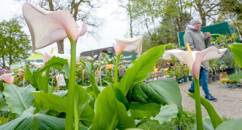 Die Bagbander Markt 2026 - die Bildergalerie - Bild 2