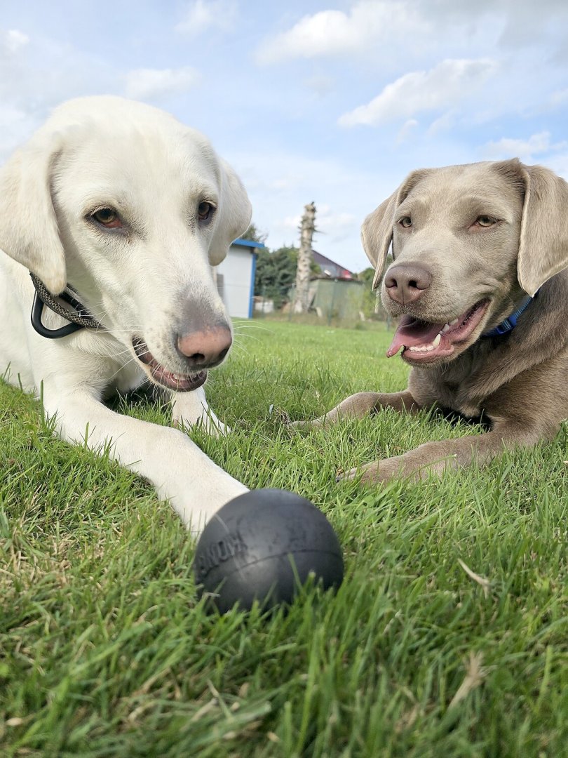 Die schönsten Hunde-Fotos aus Ostfriesland (Galerie I) - Bild 12