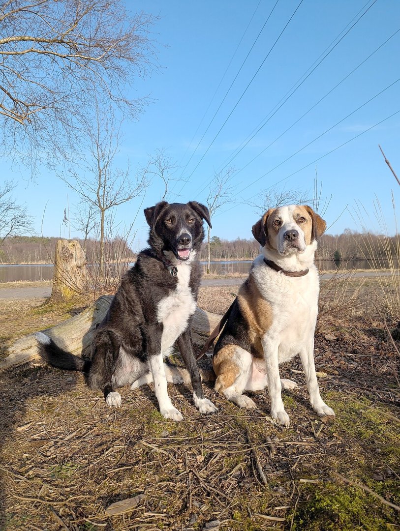 Die schönsten Hunde-Fotos aus Ostfriesland (Galerie I) - Bild 32