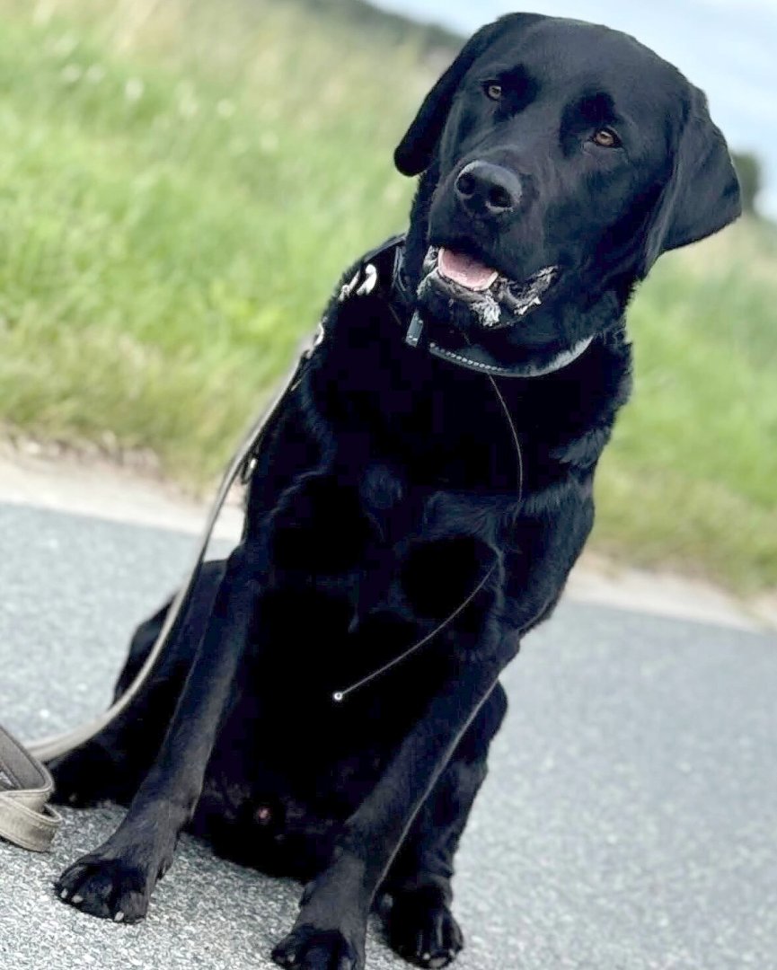Die schönsten Hunde-Fotos aus Ostfriesland (Galerie I) - Bild 39