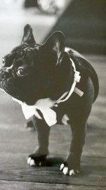 Die schönsten Hunde-Fotos aus Ostfriesland (Galerie II) - Bild 5