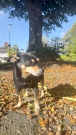Die schönsten Hunde-Fotos aus Ostfriesland (Galerie II) - Bild 10