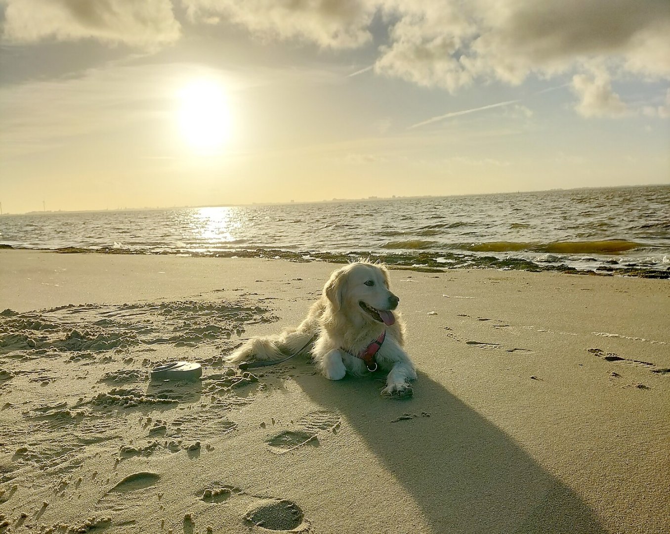 Die schönsten Hunde-Fotos aus Ostfriesland (Galerie II) - Bild 8