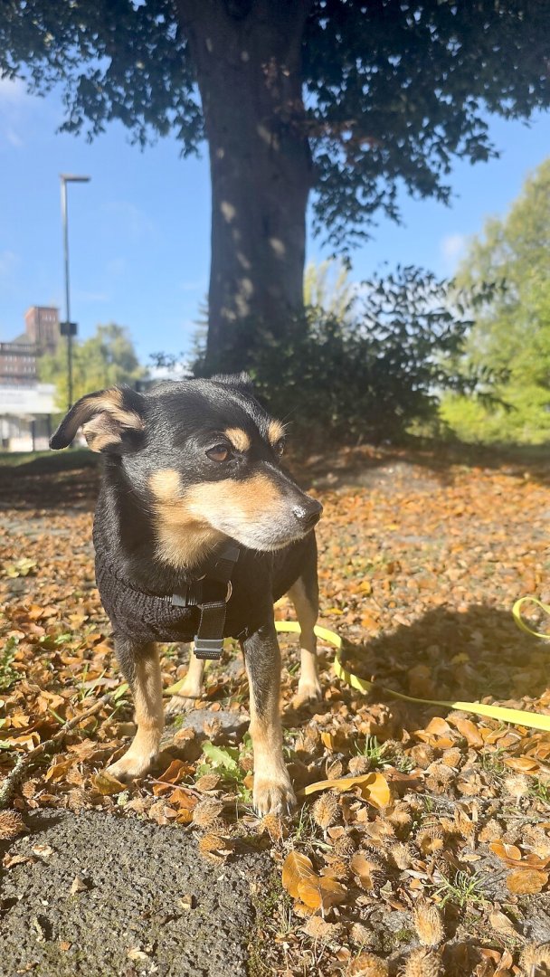 Die schönsten Hunde-Fotos aus Ostfriesland (Galerie II) - Bild 10