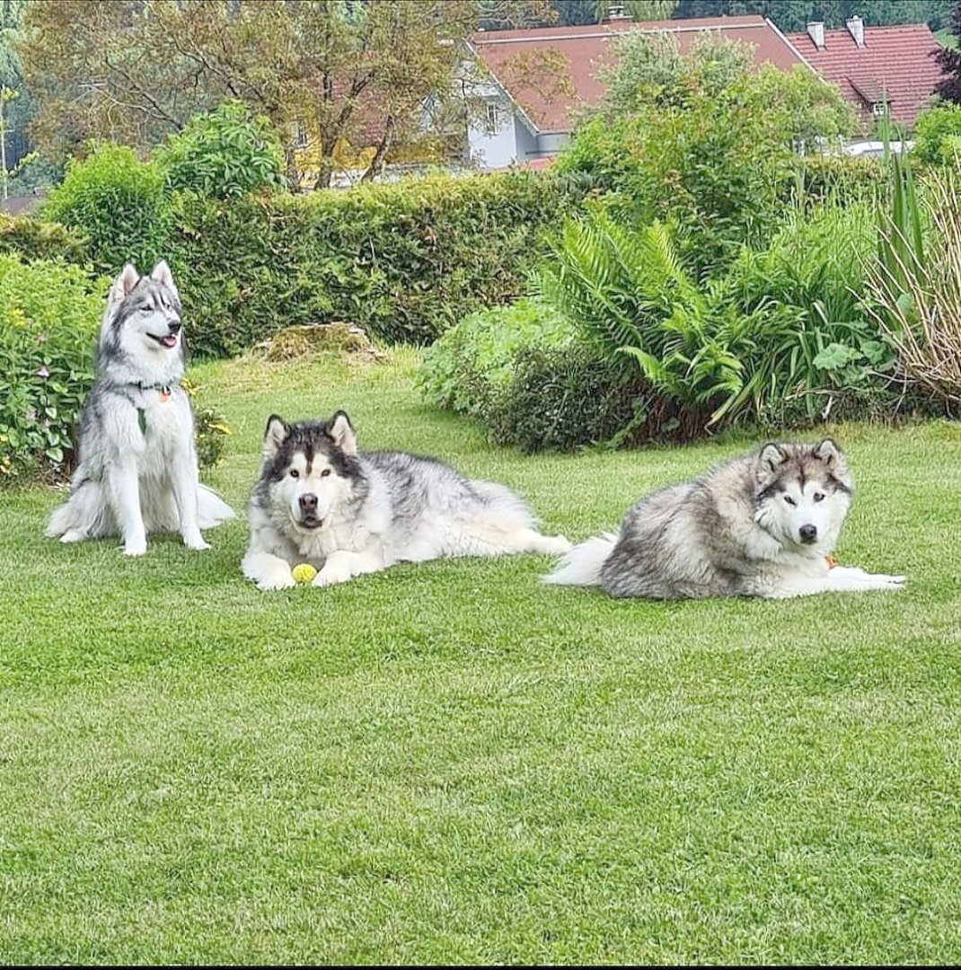 Die schönsten Hunde-Fotos aus Ostfriesland (Galerie II) - Bild 16