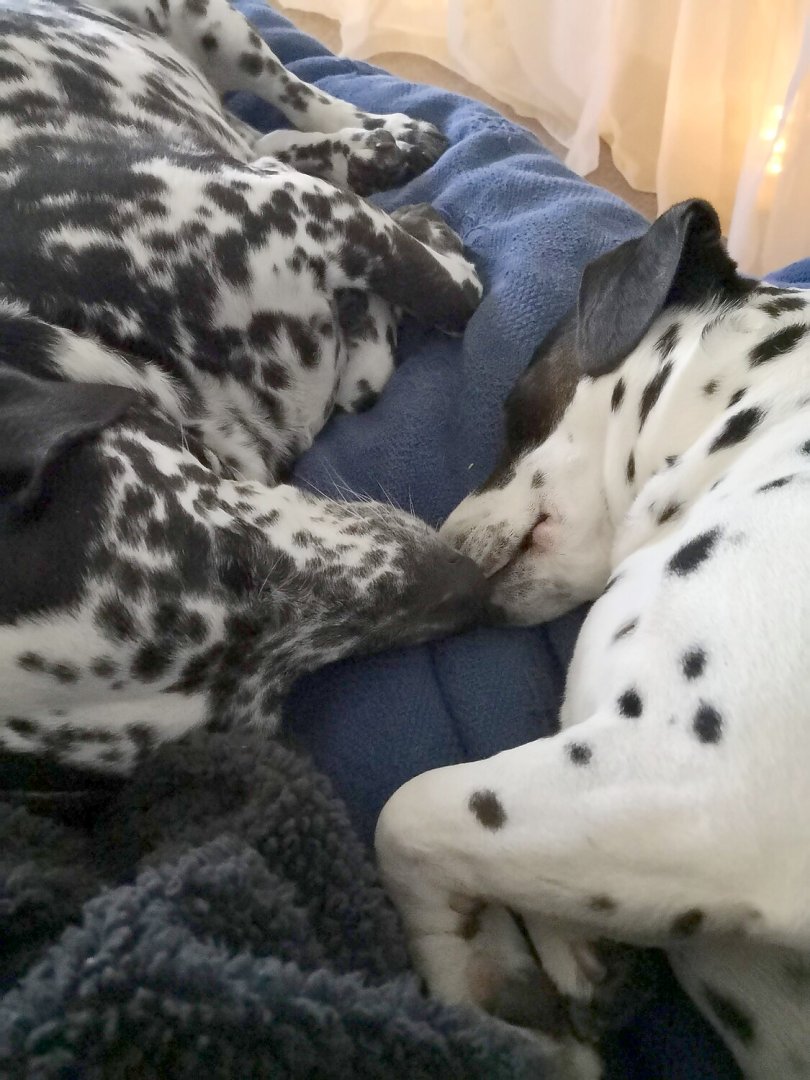 Die schönsten Hunde-Fotos aus Ostfriesland (Galerie II) - Bild 17