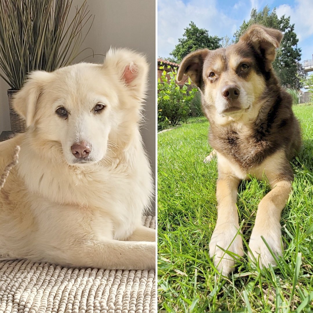 Die schönsten Hunde-Fotos aus Ostfriesland (Galerie II) - Bild 20