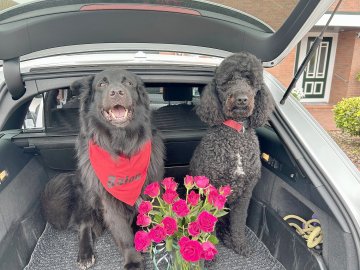 Die schönsten Hunde-Fotos aus Ostfriesland (Galerie II) - Bild 28