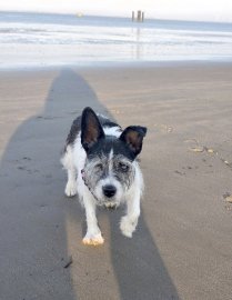 Die schönsten Hunde-Fotos aus Ostfriesland (Galerie II) - Bild 31