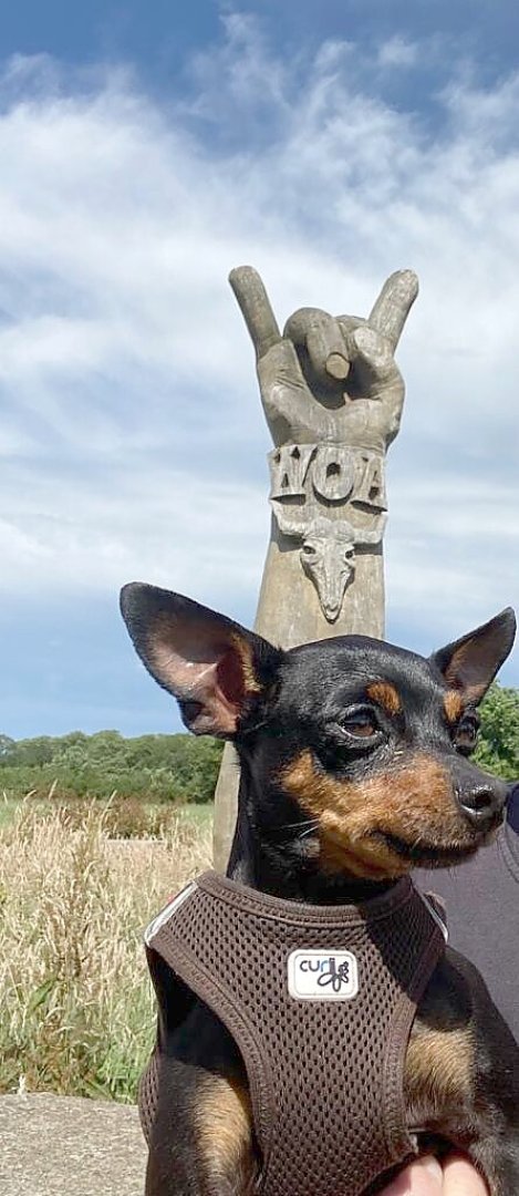 Die schönsten Hunde-Fotos aus Ostfriesland (Galerie II) - Bild 37