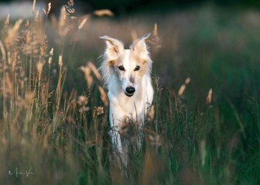 Die schönsten Hunde-Fotos aus Ostfriesland (Galerie II) - Bild 42