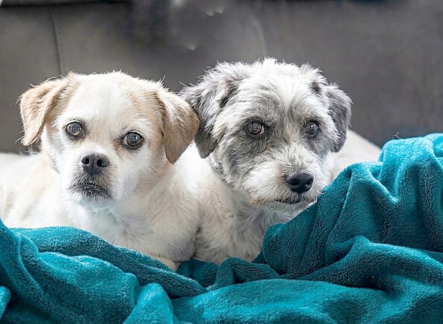 Die schönsten Hunde-Fotos aus Ostfriesland (Galerie II) - Bild 46