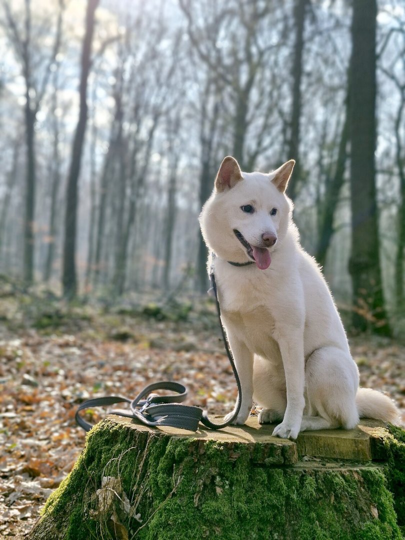 Die schönsten Hunde-Fotos aus Ostfriesland (Galerie II) - Bild 47