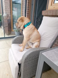 Die schönsten Hunde-Fotos aus Ostfriesland (Galerie II) - Bild 48