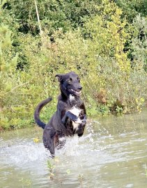 Die schönsten Hunde-Fotos aus Ostfriesland (Galerie II) - Bild 52
