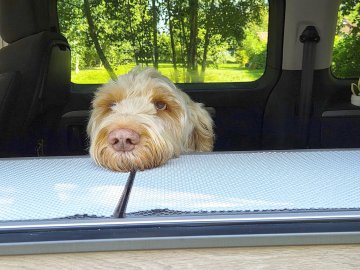 Die schönsten Hunde-Fotos aus Ostfriesland (Galerie II) - Bild 54