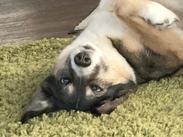 Die schönsten Hunde-Fotos aus Ostfriesland (Galerie II) - Bild 56