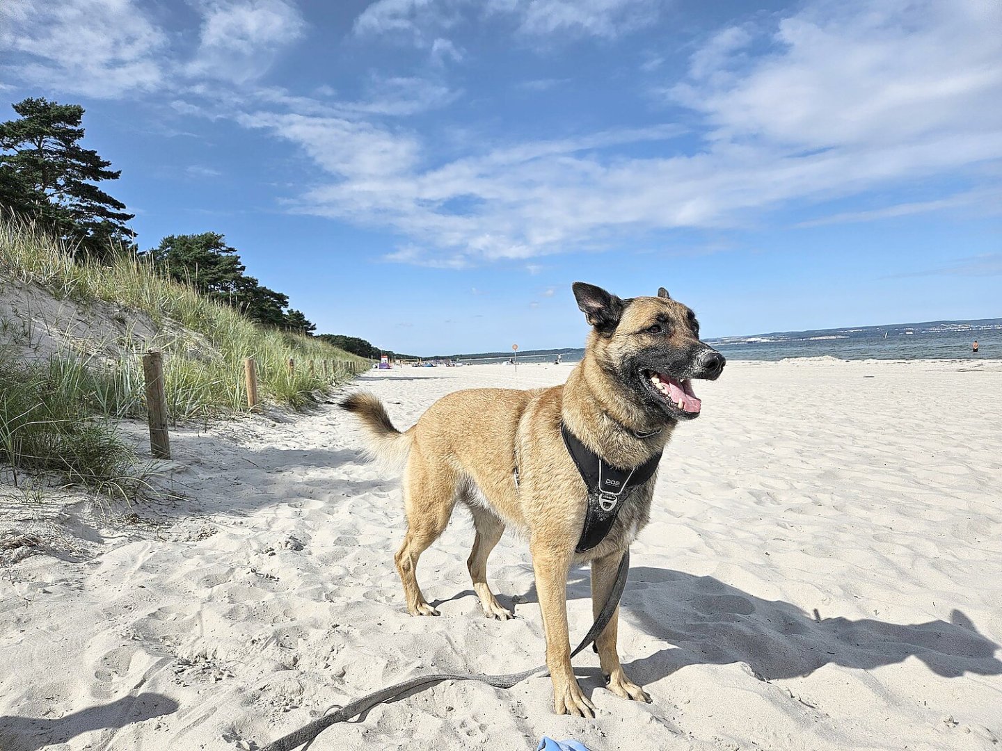 Die schönsten Hunde-Fotos aus Ostfriesland (Galerie II) - Bild 61