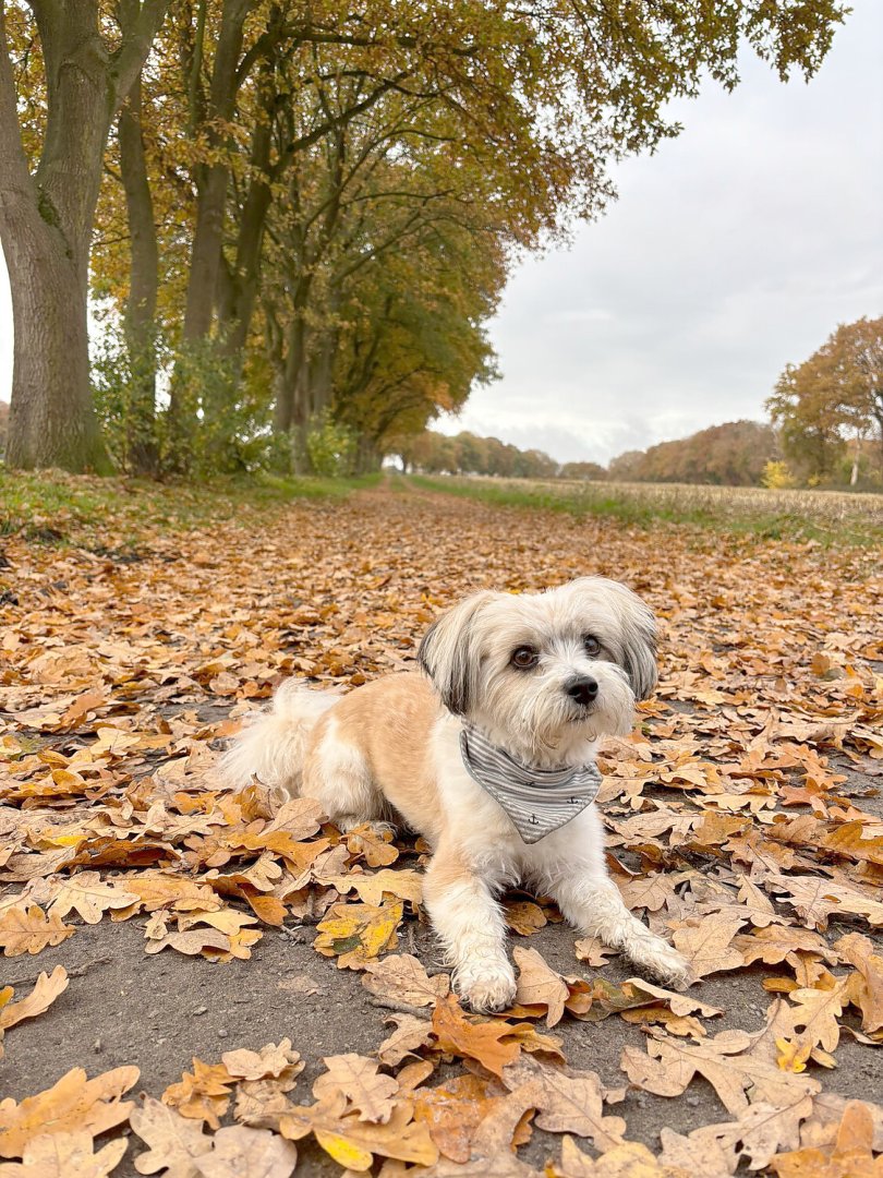 Die schönsten Hunde-Fotos aus Ostfriesland (Galerie II) - Bild 62