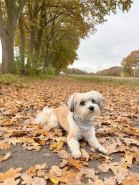 Die schönsten Hunde-Fotos aus Ostfriesland (Galerie II) - Bild 62