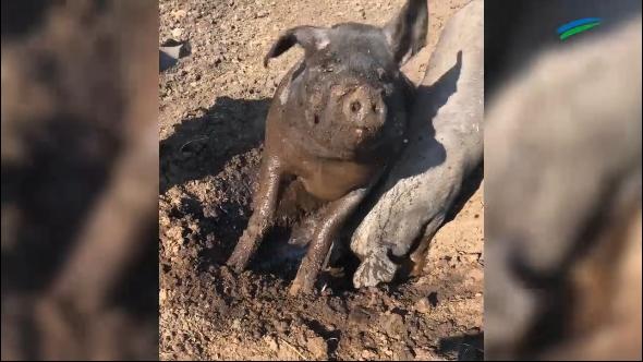 Auricher Schwein Bobby ist ein Star