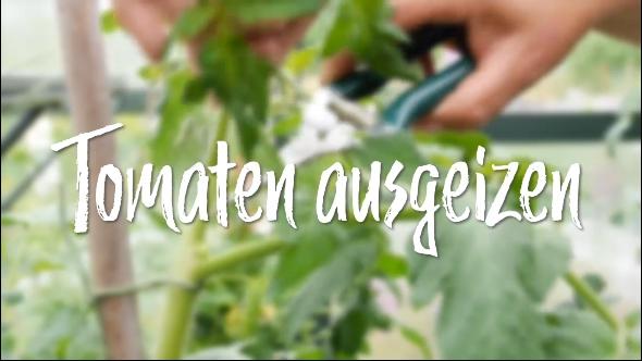 In d' Tuun: Tomaten ausgeizen