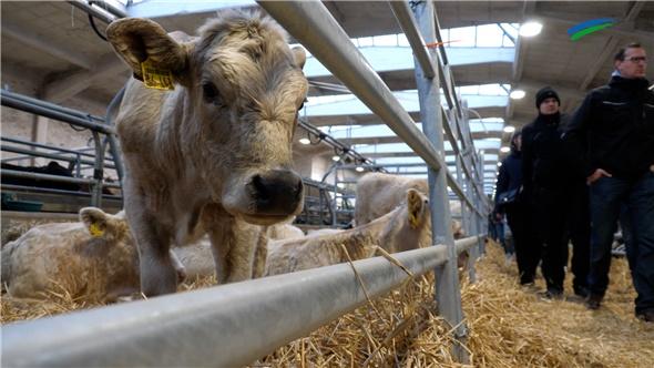 Unterwegs auf dem Galliviehmarkt: In aller Früh werden die Preise gemacht