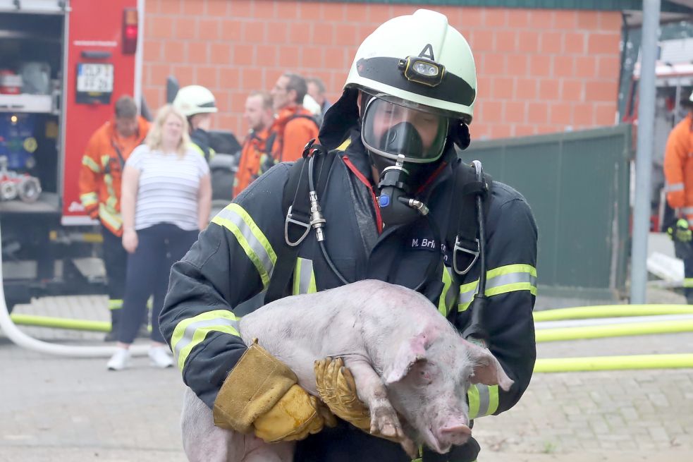Rund 100 Ferkel konnten gerettet werden. Bild: Passmann