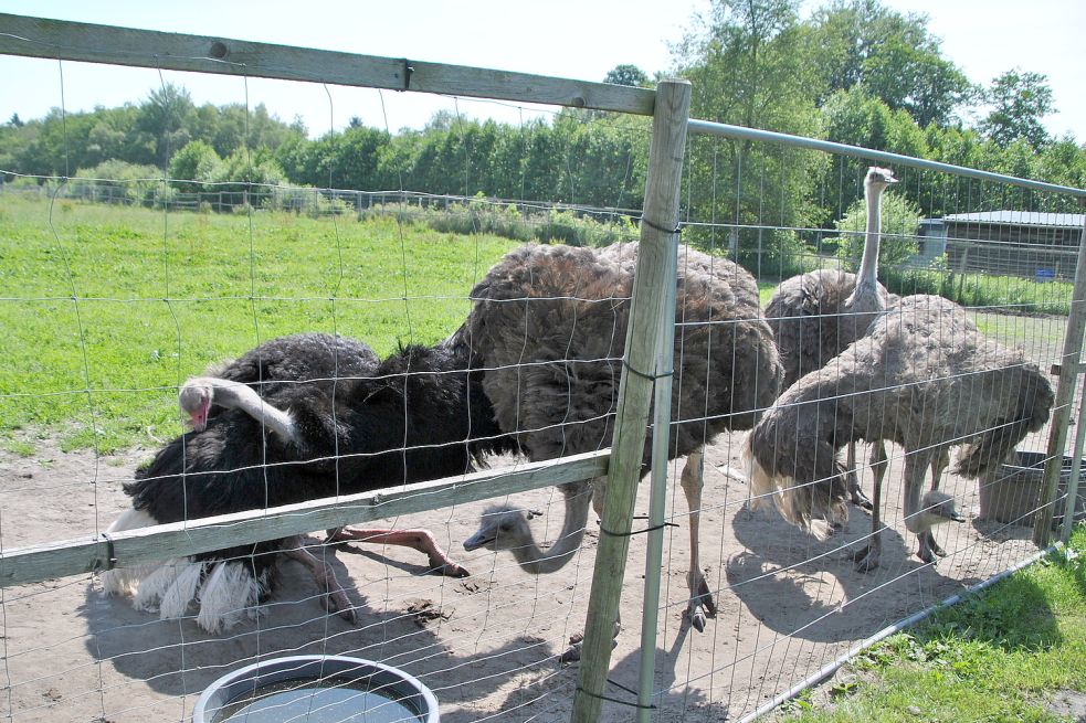 Shake it, Baby! Mit dem straußentypischen Balztanz baggert Hektor seine Hühner an. Foto: Schönig