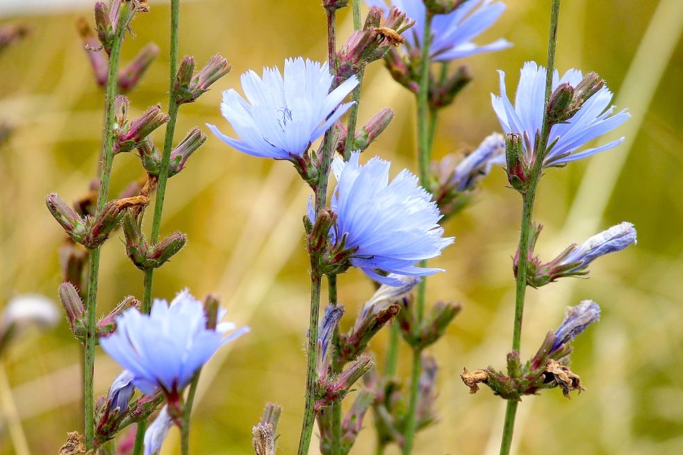 Blaue Blüte der Wegwarte. Foto: Pixabay