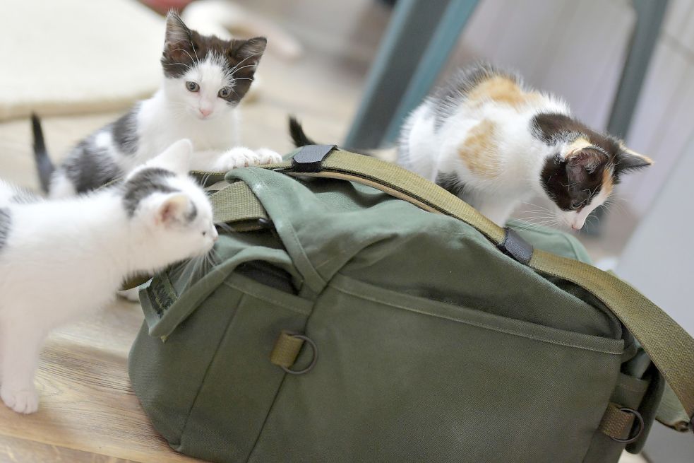 Kleine Katzen spielen im Tierheim: Doch die kleinen süßen Kätzchen können kaum noch vermittelt werden. Foto: Ortgies
