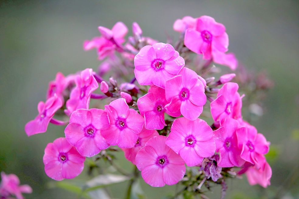 Schöne Blüte und zarter Duft – der Phlox stimmt unsere Kolumnistin versöhnlich. Foto: pxiabay.com
