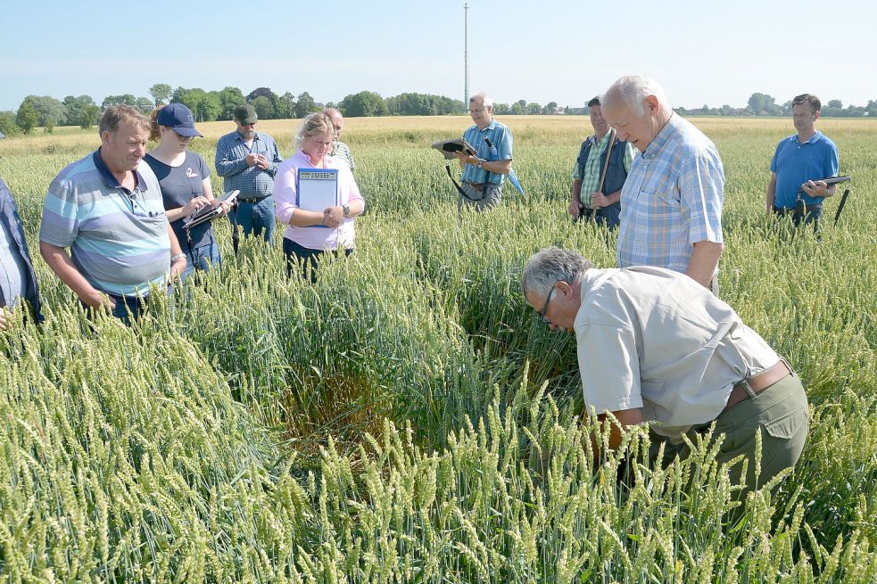 Ende Juni untersuchten Gutachter im Auftrag der Vereinigten Hagelversicherung die landwirtschaftlichen Schäden. Dieses Bild entstand in Visquard. Archivfoto: Hillebrand