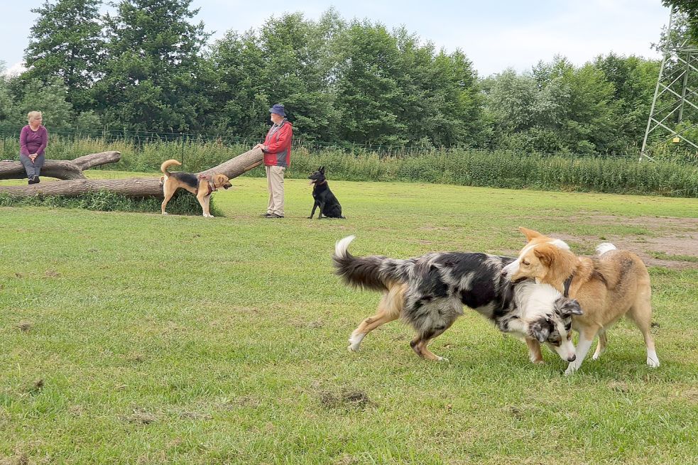 Eine Hundefreilauffläche, wie hier in Papenburg, wümnschen sich viele Hundebesitzer auch in Wiesmoor. Foto: Gettkowski/Archiv