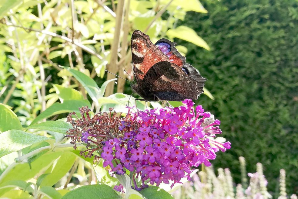 Das Tagpfauenauge fühlt sich auf dem Schmetterlingsflieder besonders wohl Foto: Kraft