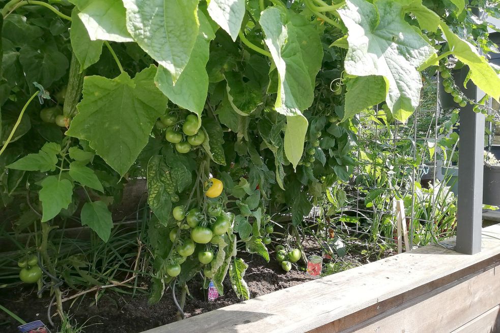Im Hochbeet baut Erwin Kahrels Gurken, Tomaten, Paprika und Peperoni an Foto: Kraft