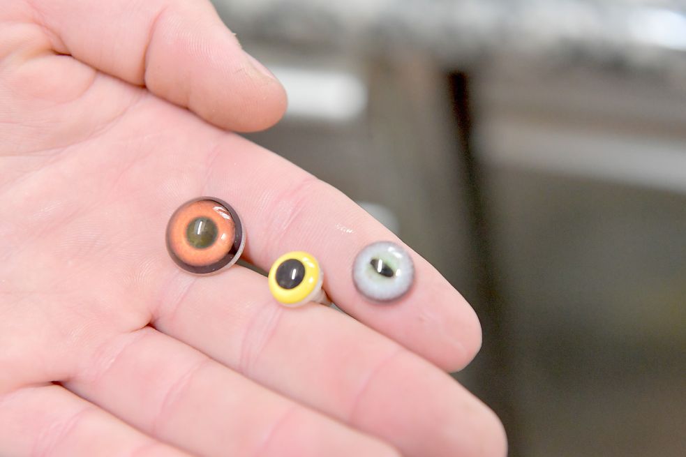 Bram van Leeuwen zeigt Augen verschiedener Tiere, die seinen Präparaten ein lebendiges Aussehen verleihen. Das blau-graue würde er für einen Fuchswelpen verwenden. Foto: Ortgies
