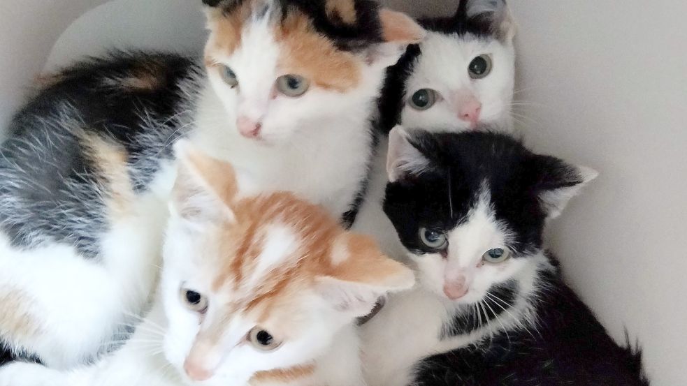 Die vier etwa zehn Wochen alten Kätzchen werden jetzt im Tierheim in Stapelmoor betreut und können bald vermittelt werden. Foto: Privat