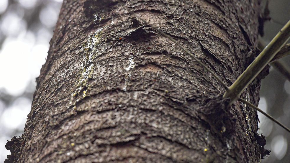 Zur Abwehr gegen Borkenkäfer harzt die Fichte. Foto: Ortgies