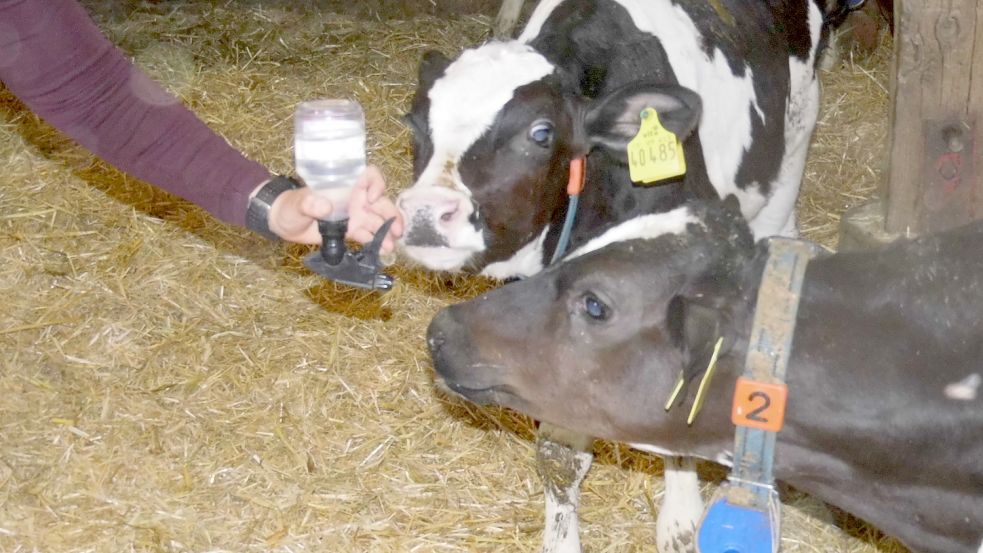 Diese beiden Kälber lassen sich das Aufsprühen von Antibiotika gefallen. Foto: Privat